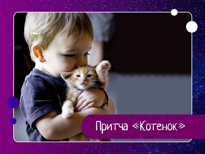 Заходите мальчики. Притча о котенке. Хромой котенок. Хромой котенок притча. Кошки маленькие милые.